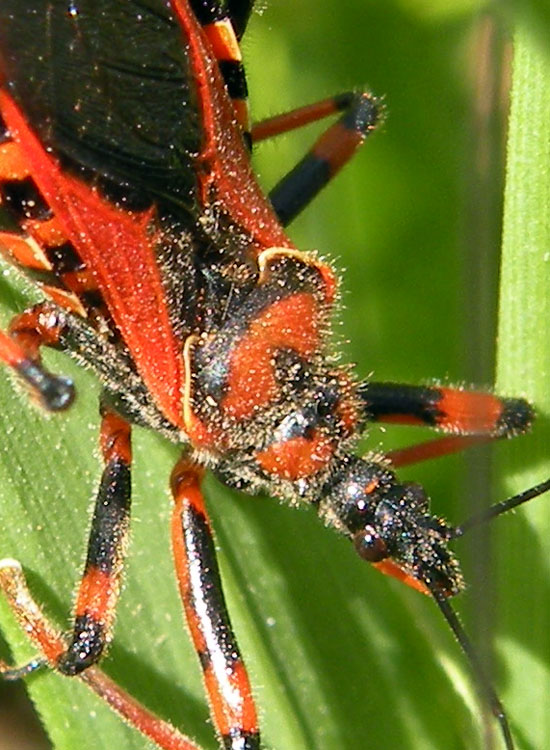 Rhynocoris sp